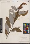 Foto von Salix discolor Muhl.